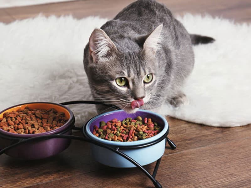 寵物食品及飼料