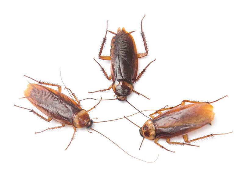 有害生物防治