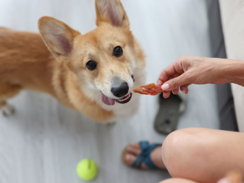 飼料和寵物食品熱門指標(biāo)檢測